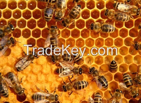 Natural Honey from Ukraine