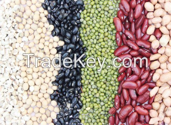 Small Black And Red Kidney Beans For Sale