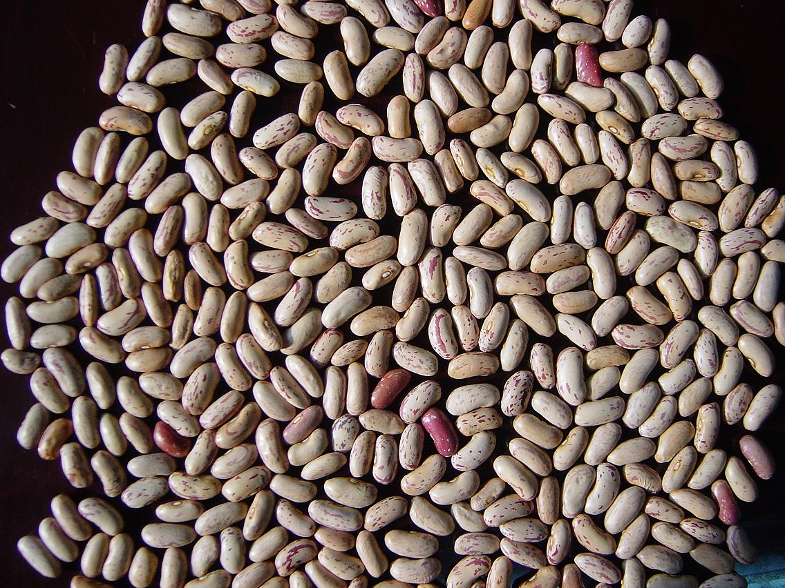 Light Speckled Kidney Beans(LSKB)