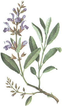 Herbal Tea: Salvia Officinalis