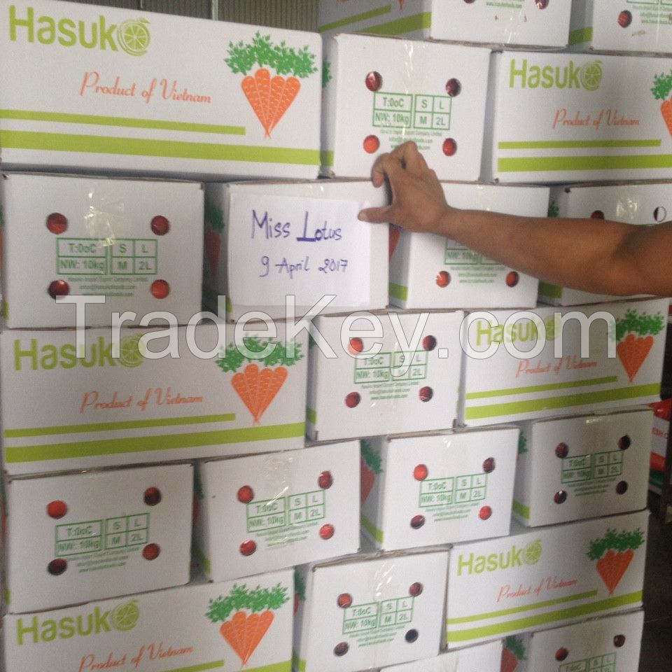 Fresh carrot exporter high quality from Vietnam