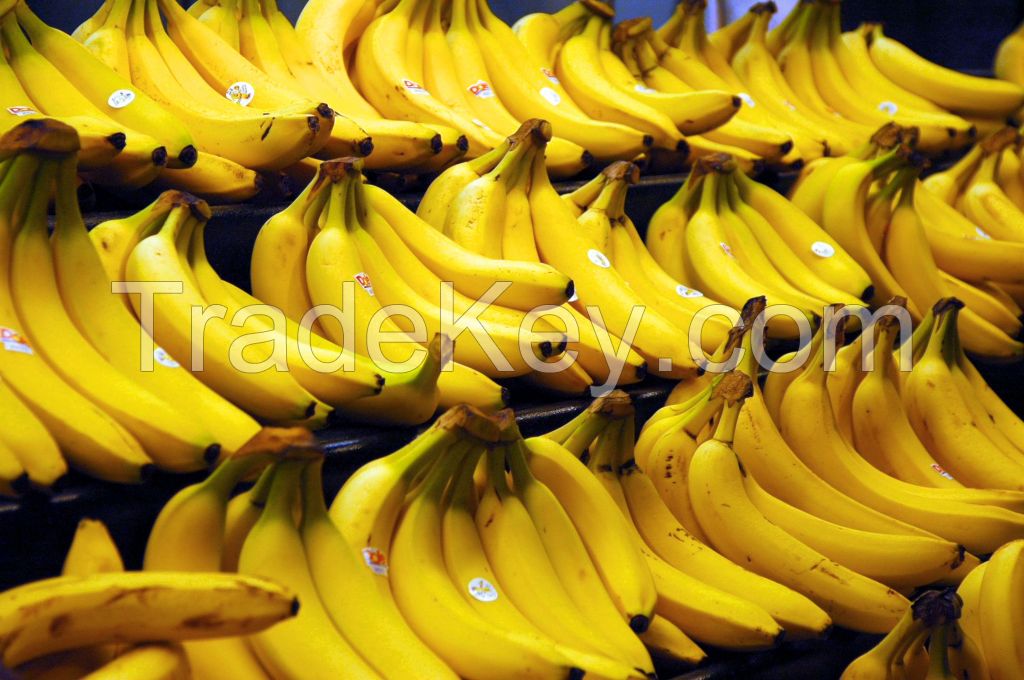 Fresh Bananas