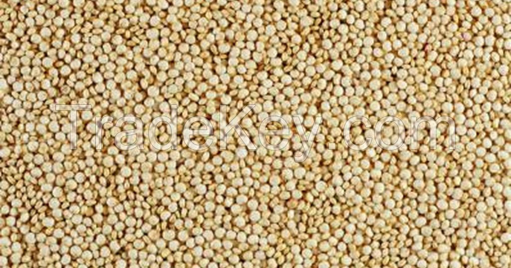Conventional White Quinoa High Quality