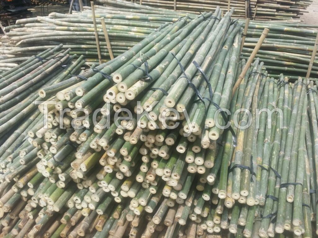 Wholesale Viet Nam treated bamboo poles/ bamboo canes for agricultural supported 