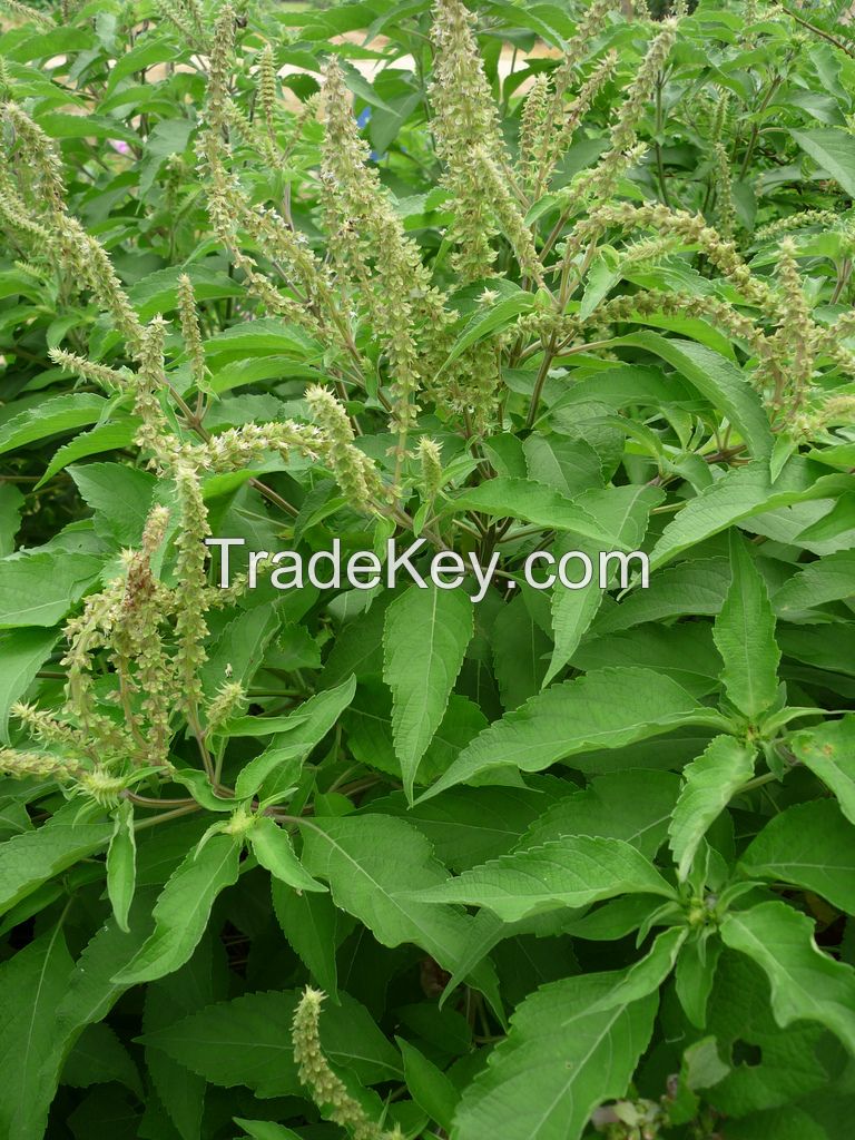 Vernonia Amygdalina Bitter Leaf, Scent leaf and other vegetables