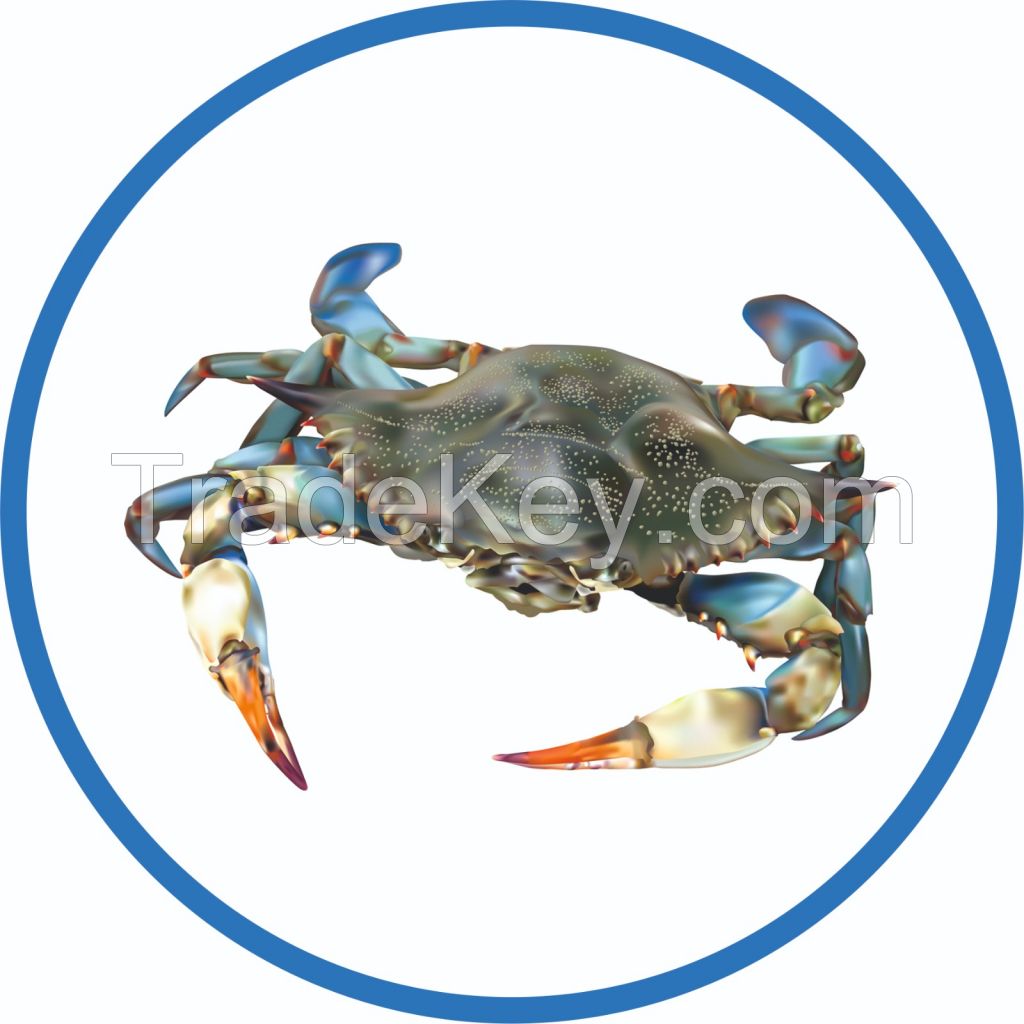 blue crab callinectes sapidus