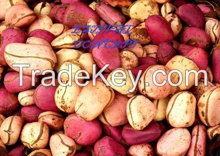 Kola Nut And Bitter Kola