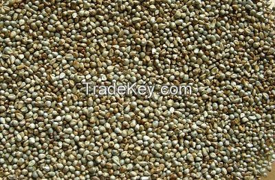 Pearl Millet