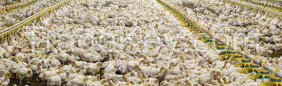 Fresh White And Brown Chicken Table Eggs,Farm Eggs Of All Sizes For Sale