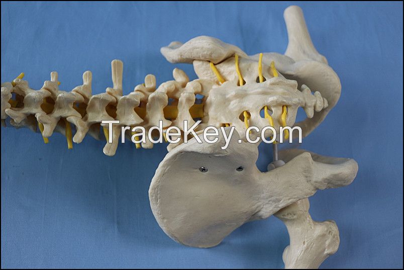 Life Size Human Spine Vertebral Column Pelvis with Femur Heads Model