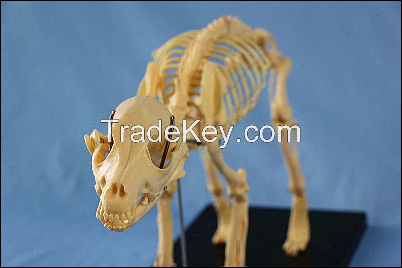 Animal Product Dog Skeleton Model for Sale