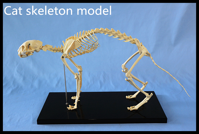 Cat Skeleton for Teaching and Medical Purpose Animal Anatomical Model