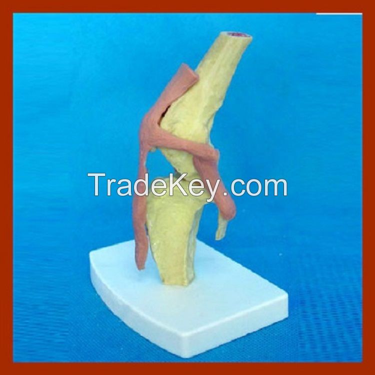 Anatomical Dog Health Knee Joint Model for Medical Teaching
