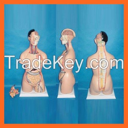 85cm Human Anatomy Multi-Gender Torso Model (38 PCS)
