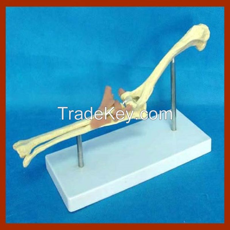 The Animal Bones Model of Dog Elbow Joint