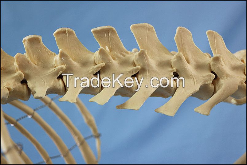 Medical Teaching Big Dog Skeleton Model