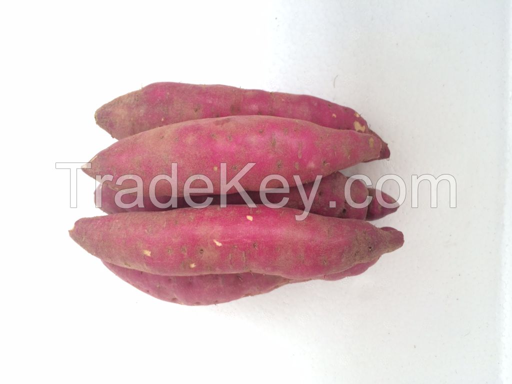 Japanese sweet potato