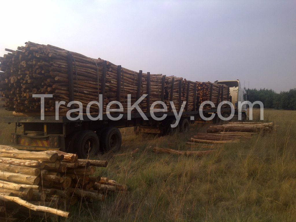 Acacia/eucalyptus wood logs