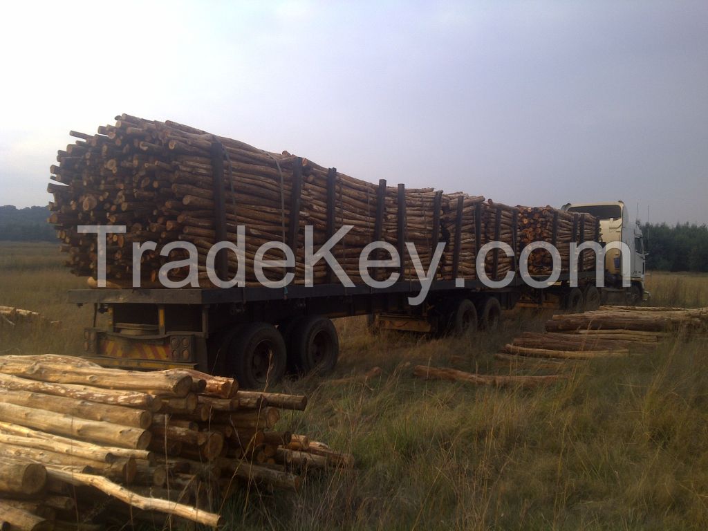 Acacia/eucalyptus wood logs
