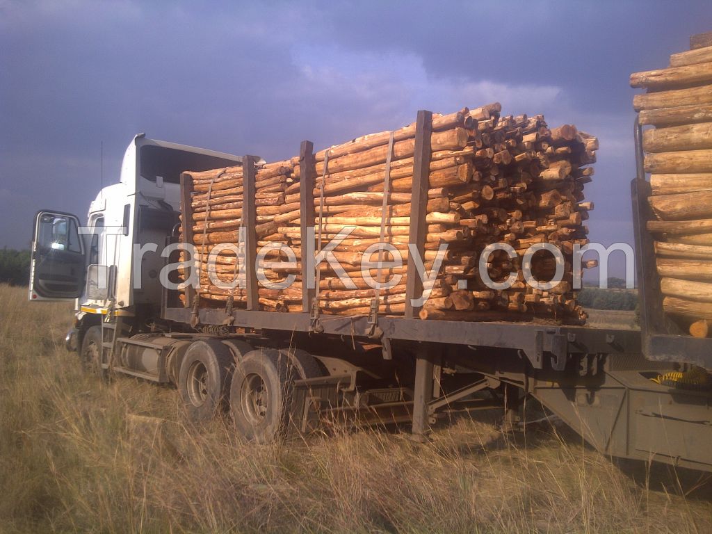 Acacia/eucalyptus wood logs