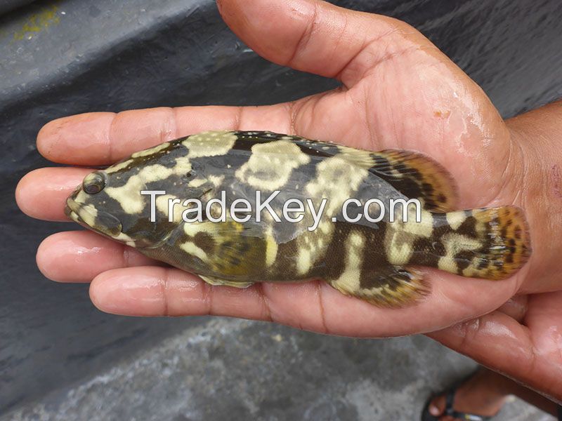 Live Grouper Fingerlings and Consumption Size