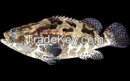 Live Grouper Fingerlings and Consumption Size