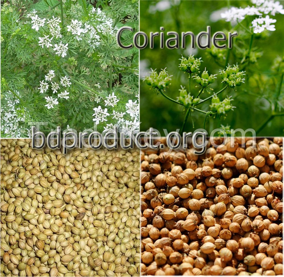 Coriander Seeds