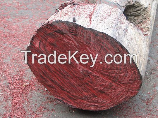 Madagascar Rosewood logs available for export
