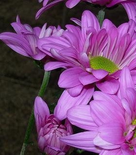 Fresh cut flowers