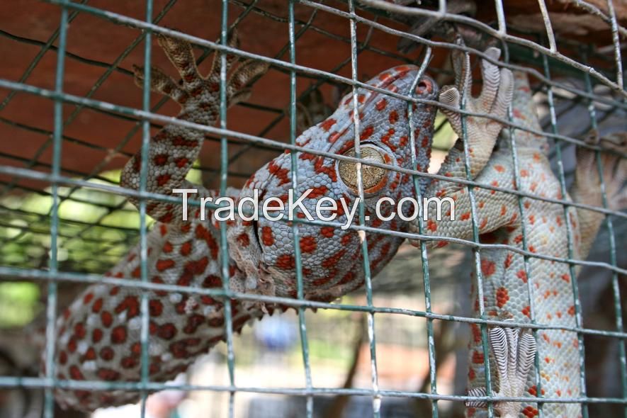 Geckos for Sale