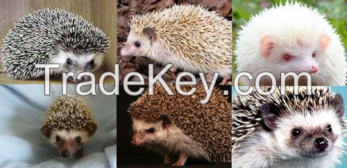 African Pygmy Hedgehogs