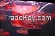 Asian Red Arowana Fish, Super Red Arowana, Black Diamond Stingray Fishes for Sale
