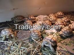 Elegans,Radiated, Egyptian,Russian, Leopard, Galapagos, Hermann's,Star,Sulcata Tortoises and Other Turtles.