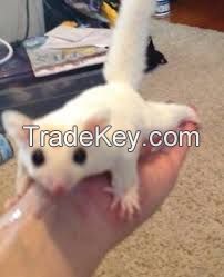 Sugar Gliders - Exotic Animals for Sale