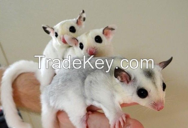 Sugar Glider Babies,Young Sugar Gliders