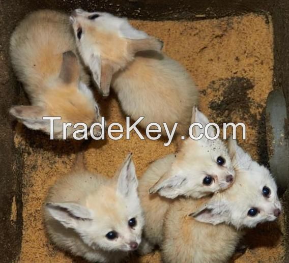 Young Fennec Fox,Baby Fennec Fox,Exotic Animals for Sale