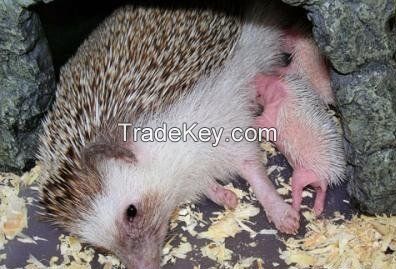 African Pygmy Hedgehogs