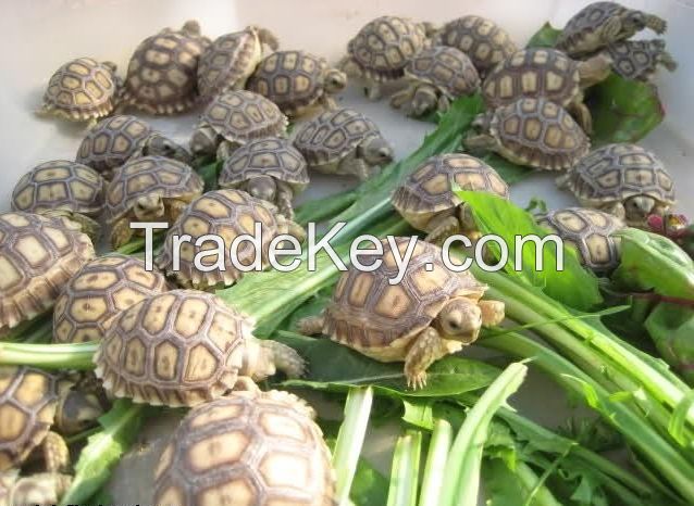 Elegans,Radiated, Egyptian,Russian, Leopard, Galapagos, Hermann's,Star,Sulcata Tortoises and Other Turtles.