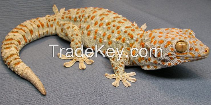 Gecko Tokay Tokek