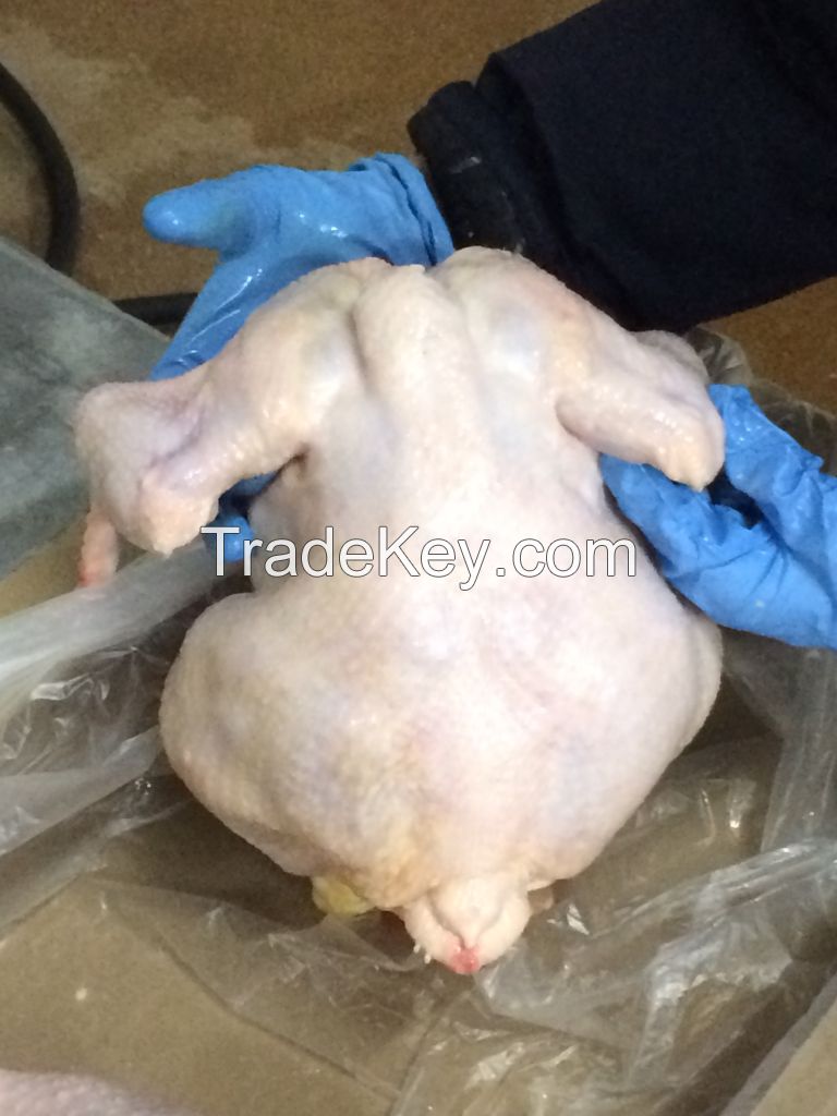 First Grade Broiler Chicken Meat (Halal)