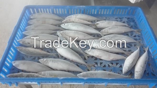 Frozen Pacific Mackerel