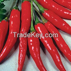 Red Chilli | Spices | Chilli Peppers