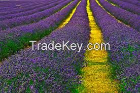 Pure Lavender Oil - Lavandula Angustifolia