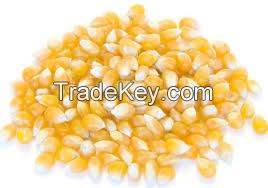 Yellow  corn /maize for animal feed grade