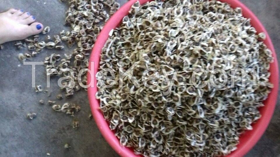 MORINGA SEED FROM VIETNAM