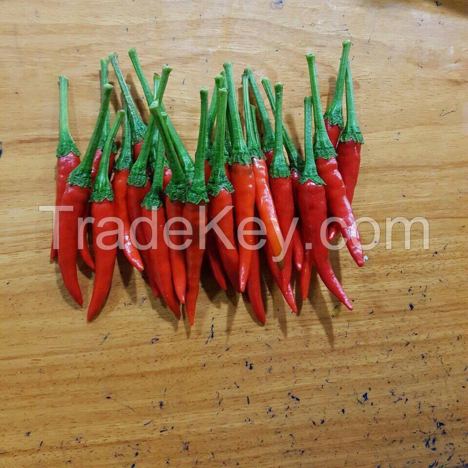 Fresh Red Chilli From Vietnam