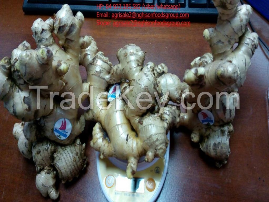 Fresh Ginger From Viet Nam good quality with low price