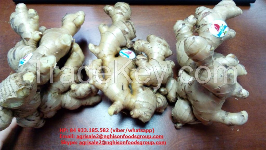 Fresh Ginger From Viet Nam good quality with low price