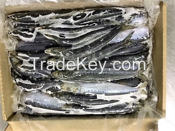 Pilchard Bait