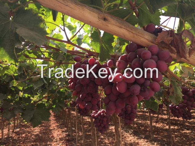 RED GLOBE GRAPES